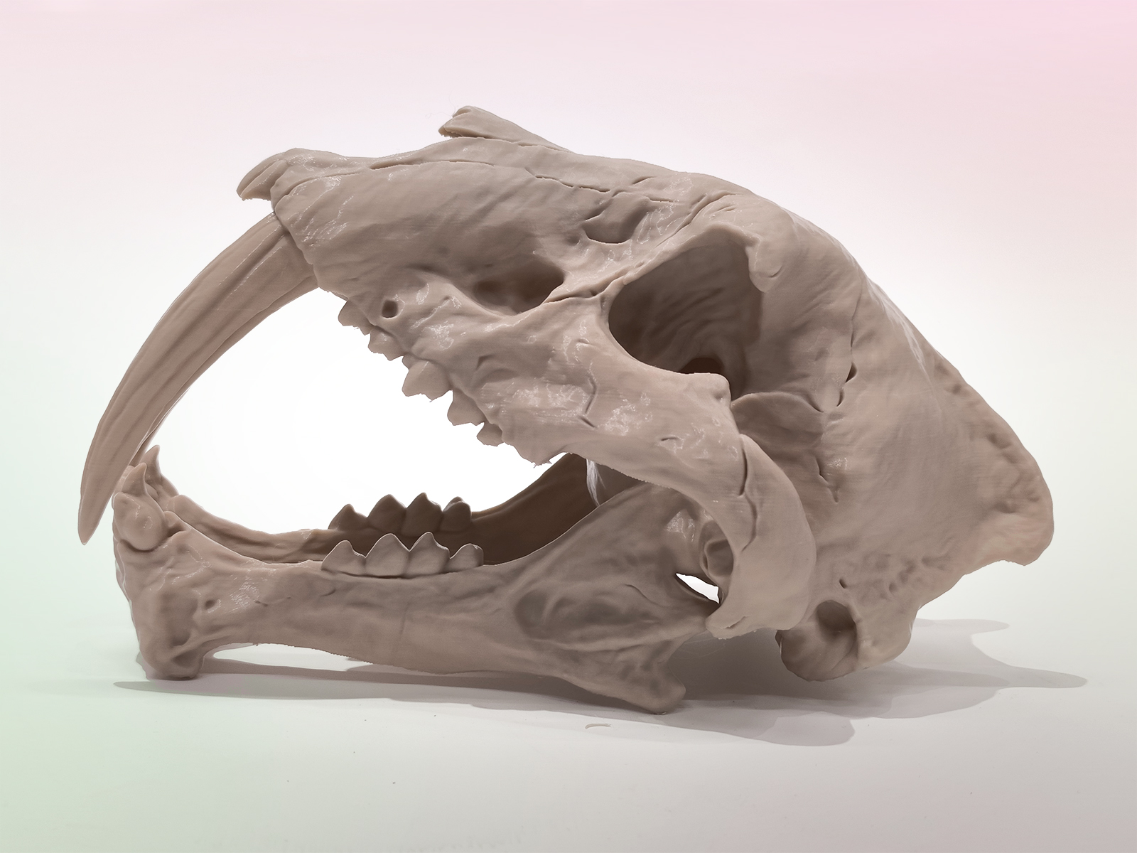 Череп саблезубого тигра